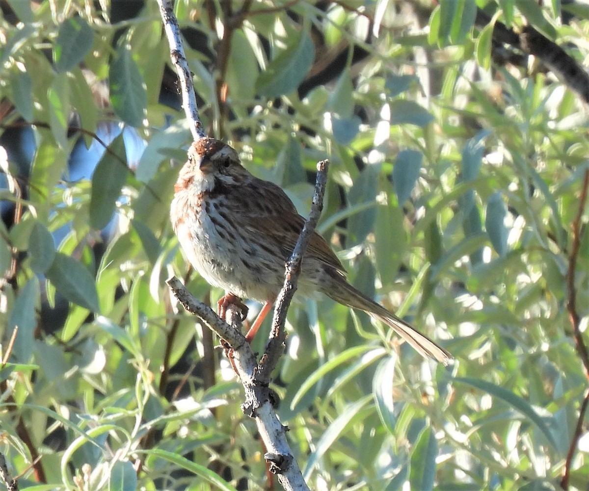 Song Sparrow - Jan Thom