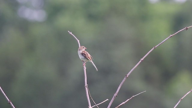Field Sparrow - ML247727531