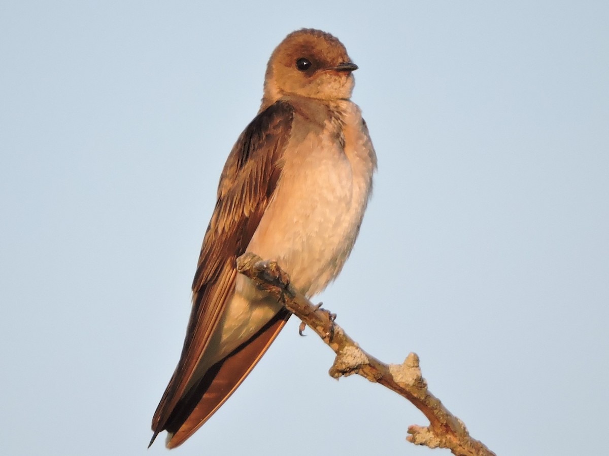 Northern Rough-winged Swallow - Michael Clay