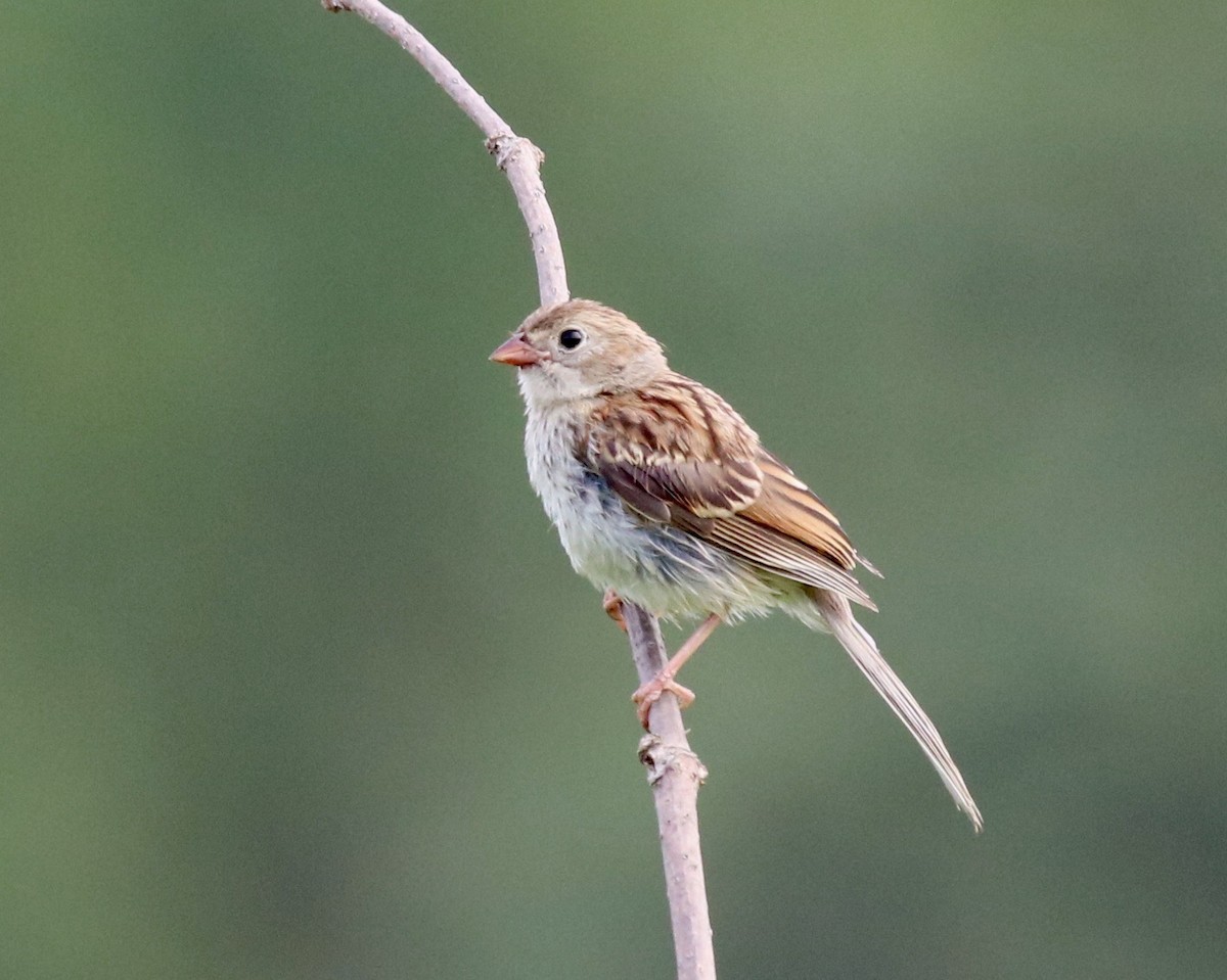 Field Sparrow - ML247728521