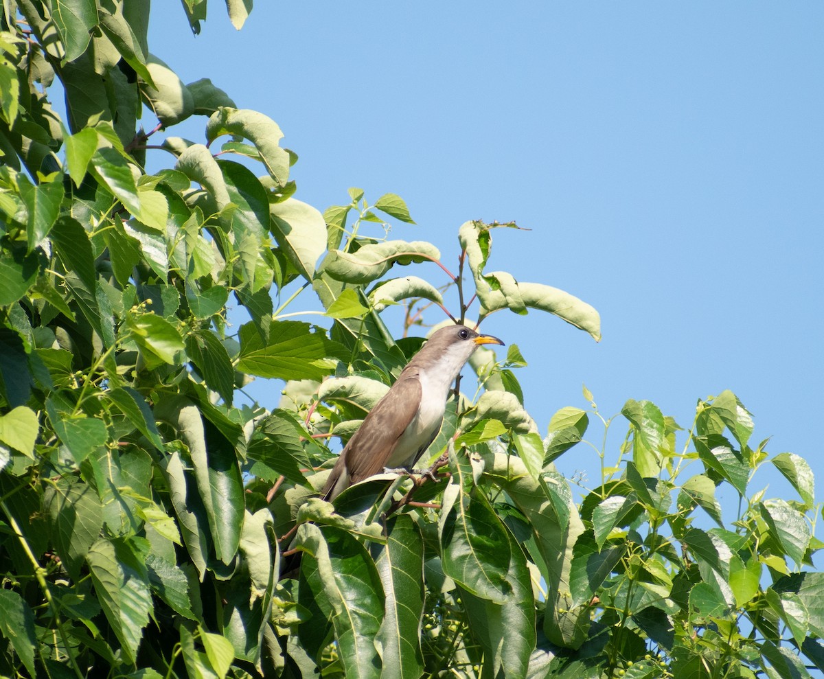 eBird Checklist 5 Jul 2020 Edgar M. Queeny County Park 25 species