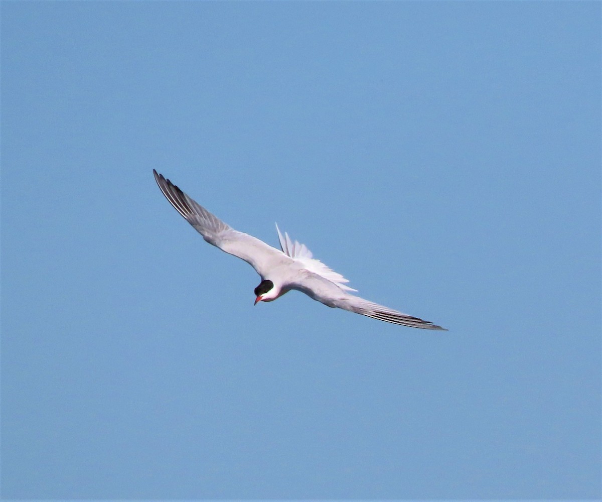 Common Tern - Jan Thom