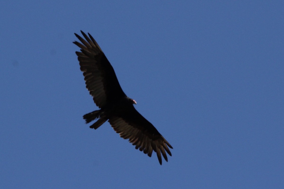 Turkey Vulture - ML247730971