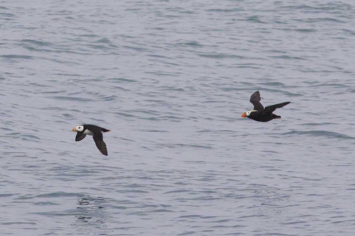 Tufted Puffin - ML247731241