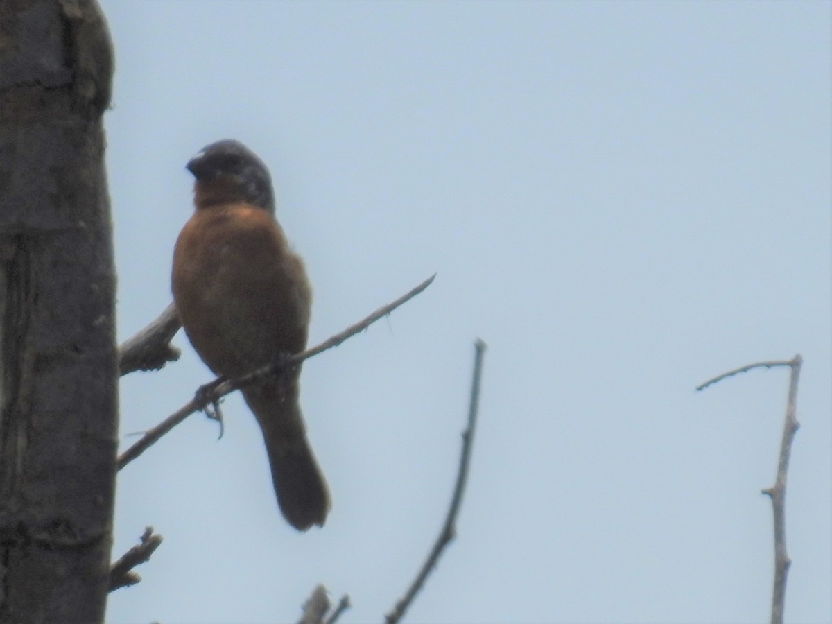 Ruddy-breasted Seedeater - ML247732531