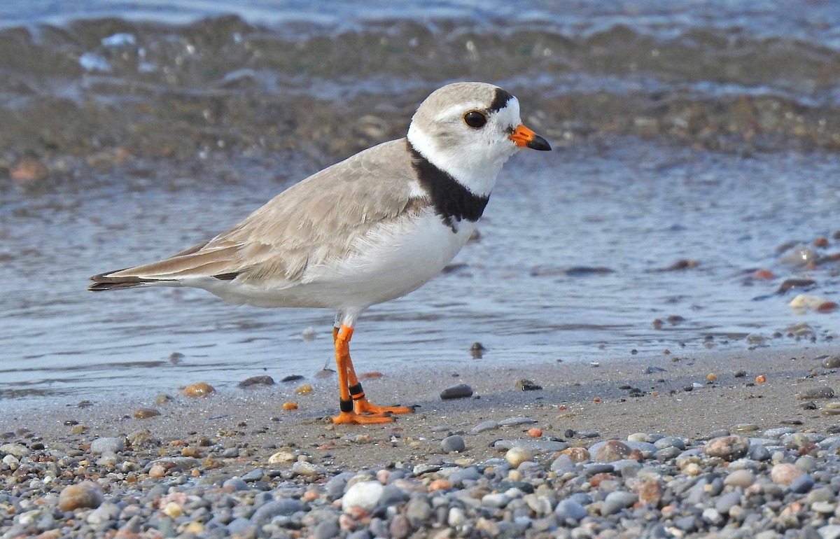 Piping Plover - Jean Iron