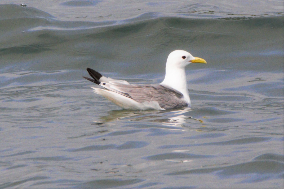 Mouette tridactyle - ML247742271