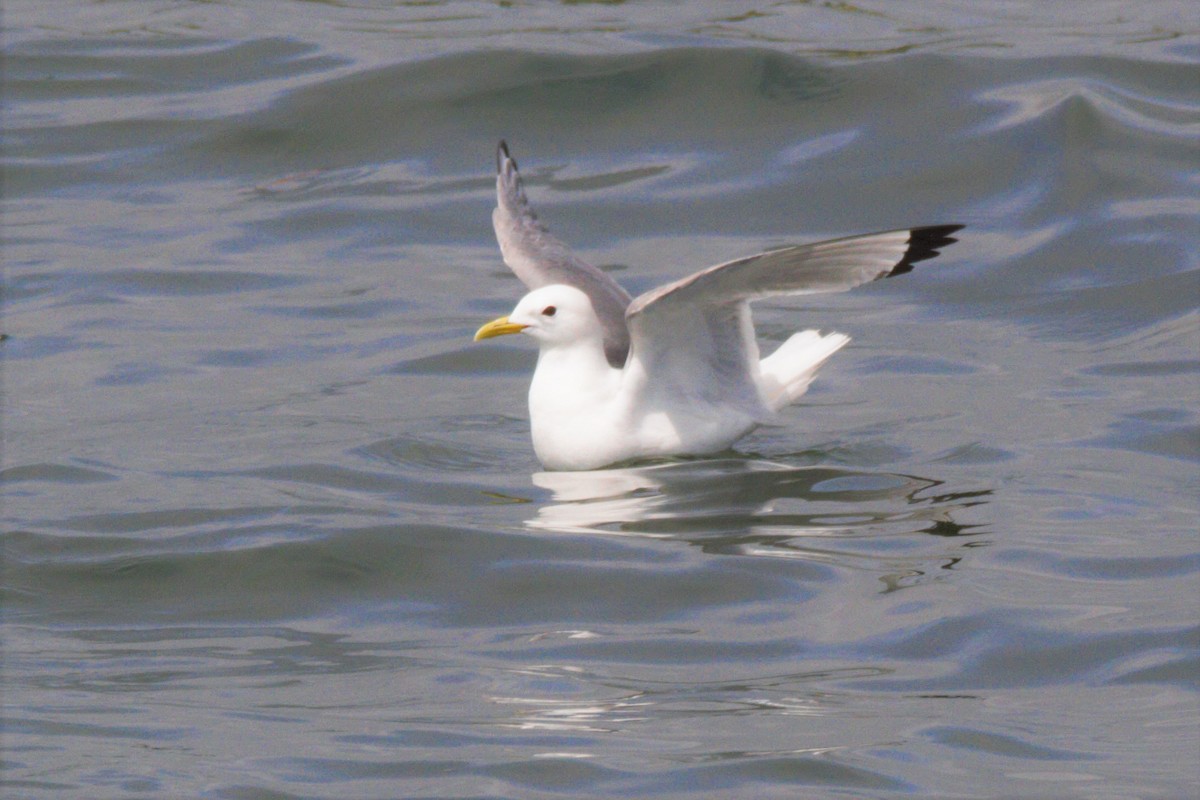 Mouette tridactyle - ML247742311
