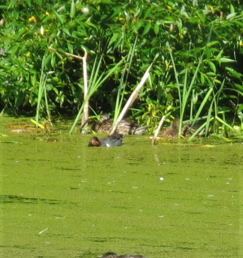 Green-winged Teal - ML247745321