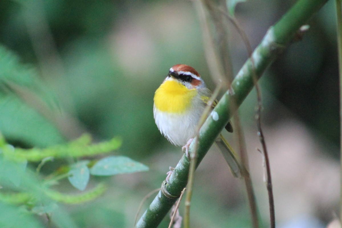 Rufous-capped Warbler - ML24774611