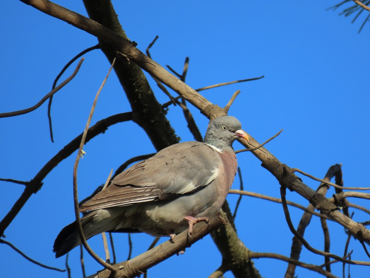 Common Wood-Pigeon - ML247752391