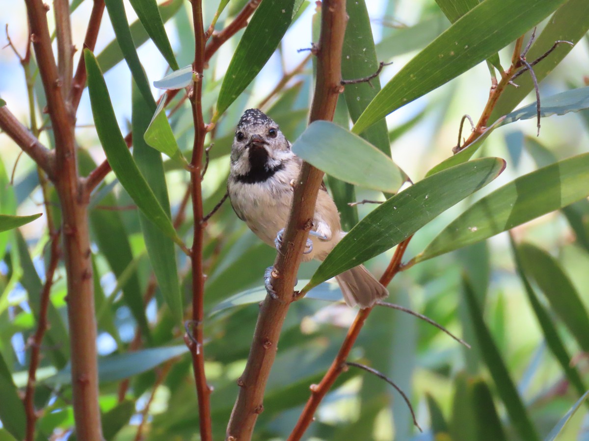 Crested Tit - ML247752711