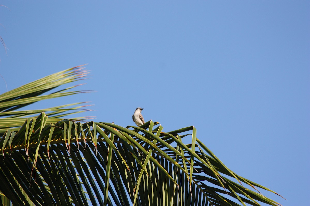 Gray Kingbird - adriana centeno