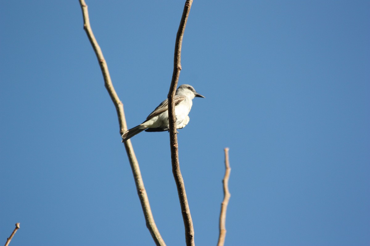 Gray Kingbird - adriana centeno
