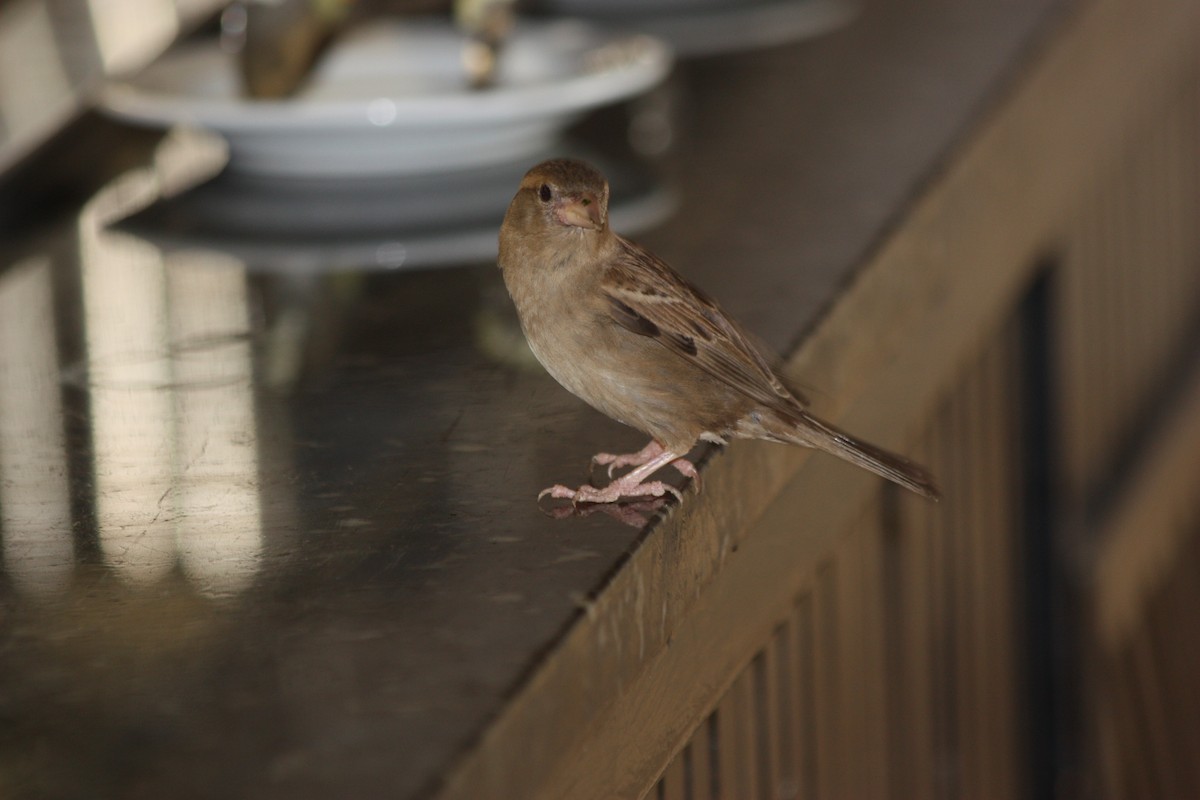 House Sparrow - adriana centeno