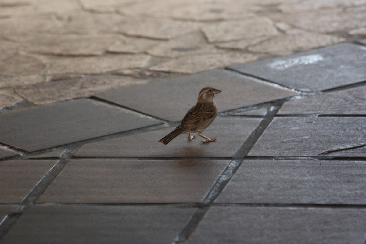 House Sparrow - adriana centeno