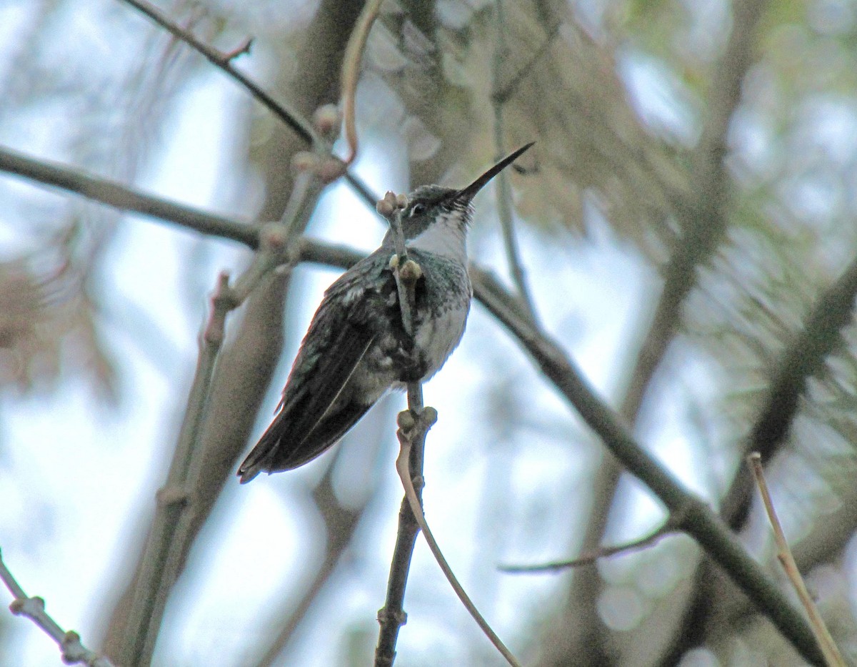 White-throated Hummingbird - Sebastian Otero