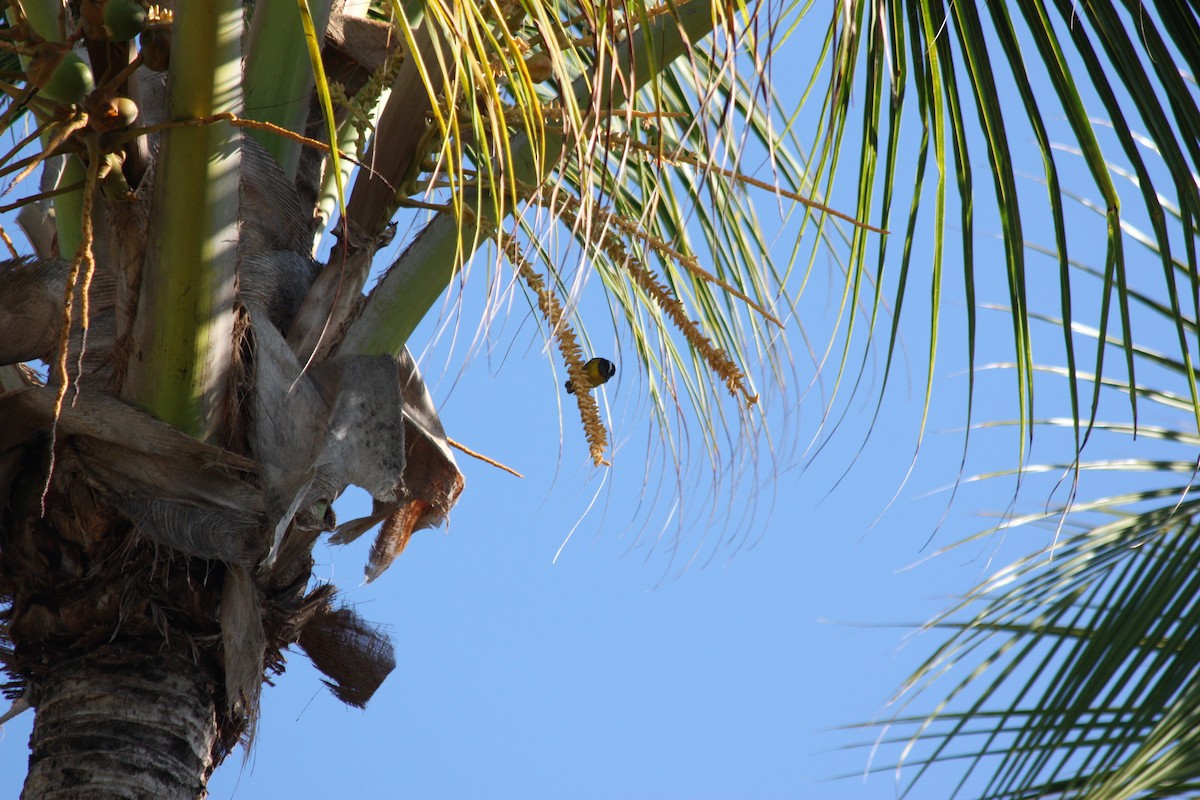 Bananaquit - adriana centeno