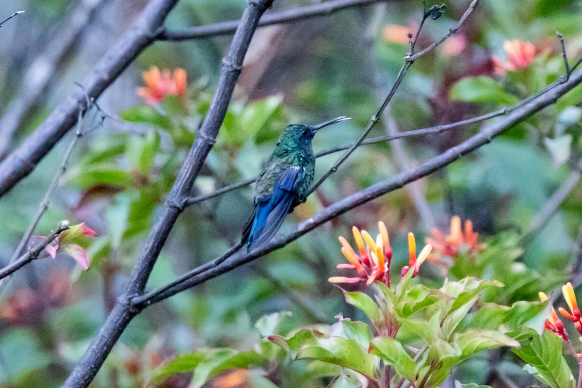 Blue-vented Hummingbird - Brian McGee