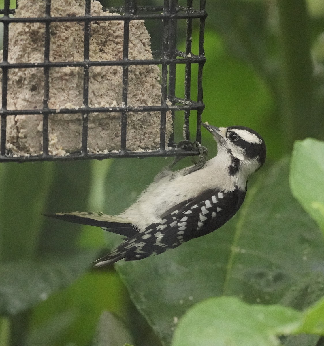 Downy Woodpecker (Eastern) - ML247757431