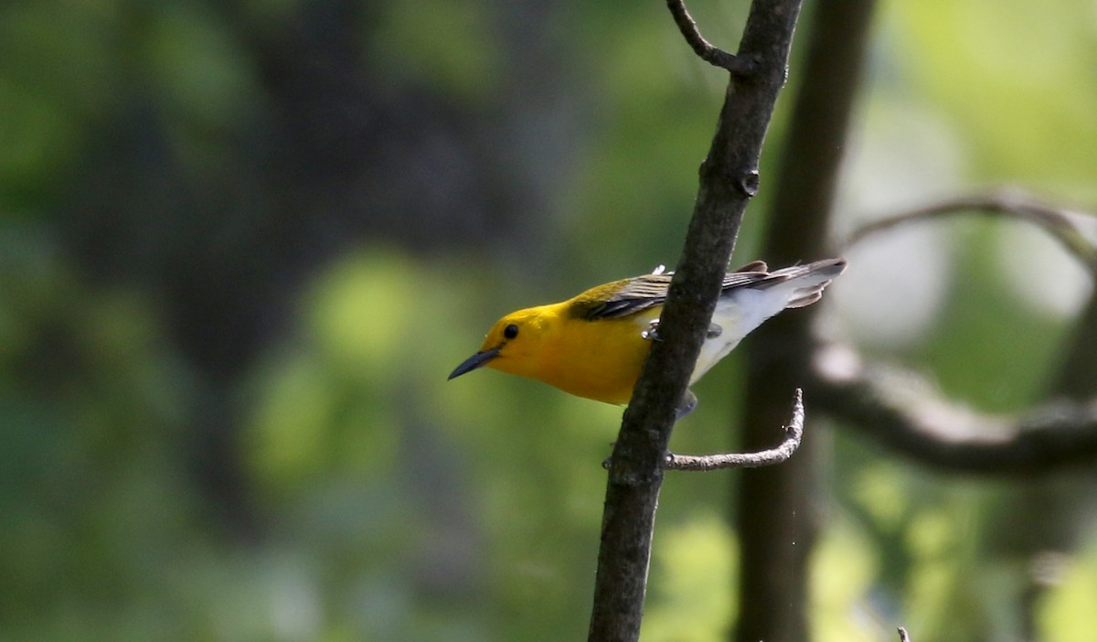 Prothonotary Warbler - Jay McGowan