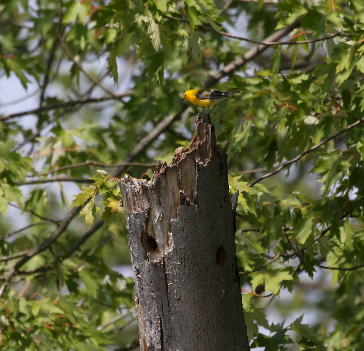 Prothonotary Warbler - ML247759151