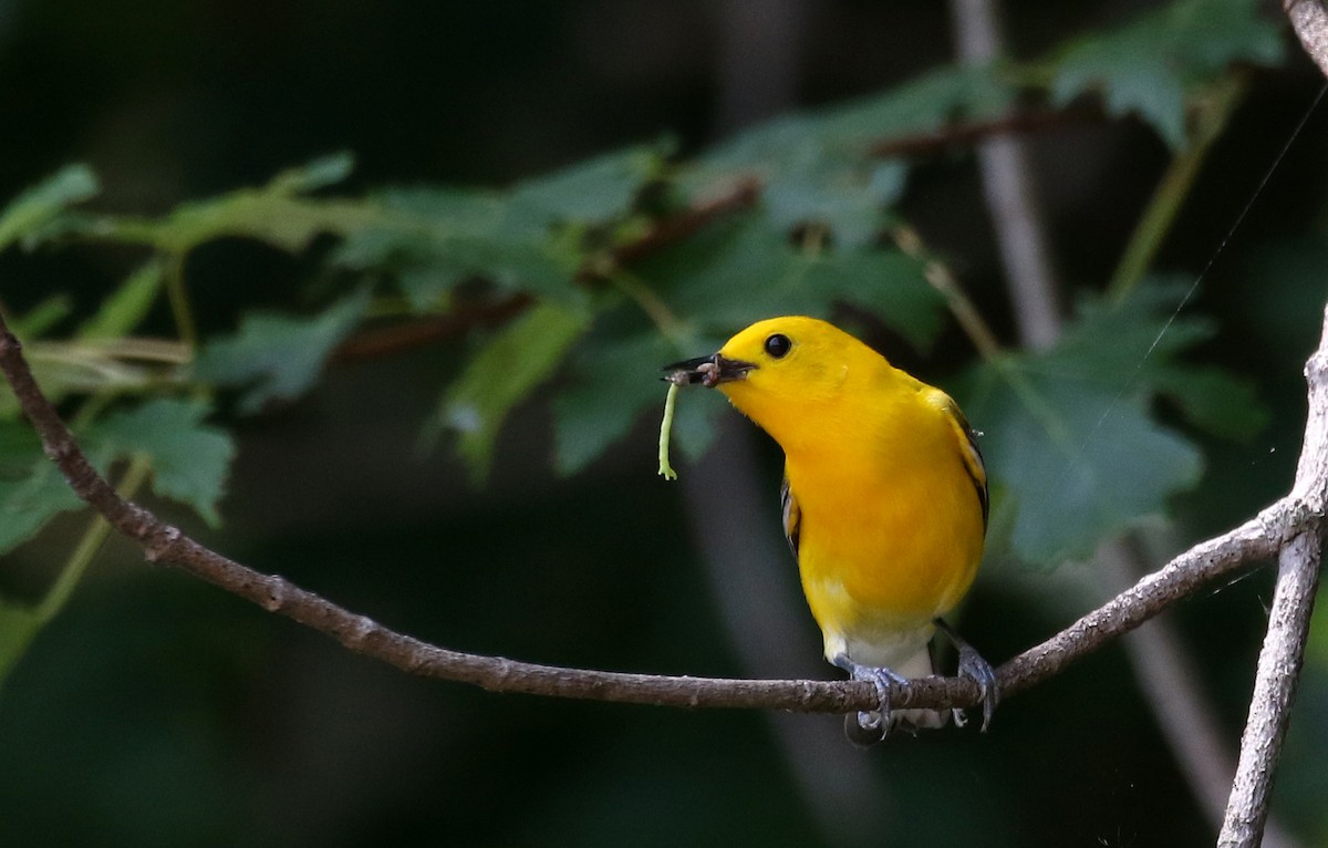 Prothonotary Warbler - ML247759951