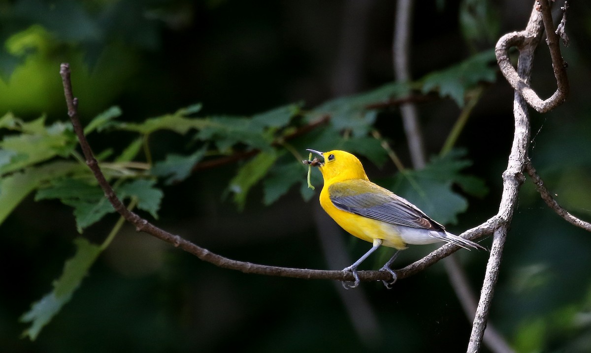 Prothonotary Warbler - ML247759971
