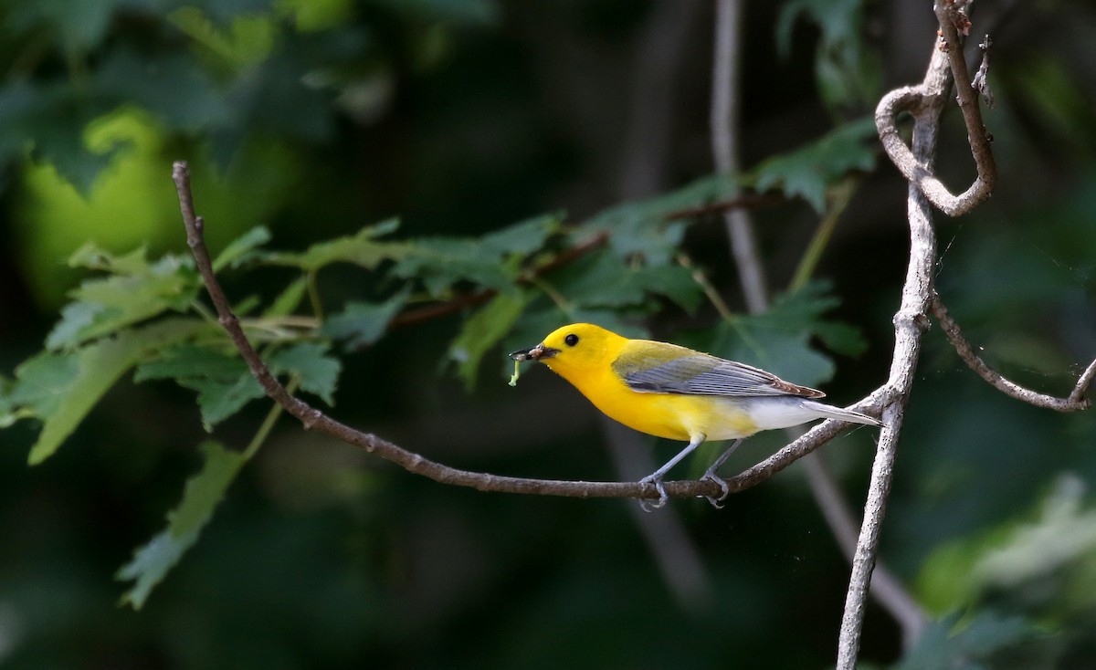 Prothonotary Warbler - ML247760021