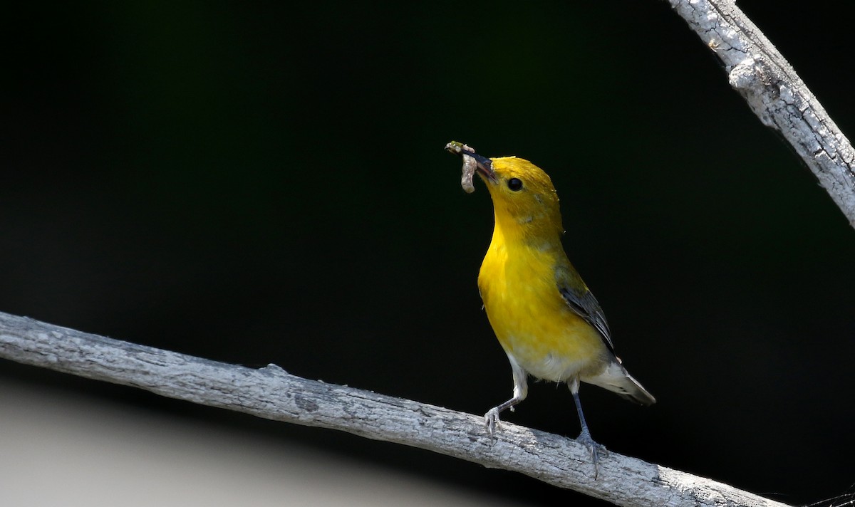 Prothonotary Warbler - Jay McGowan