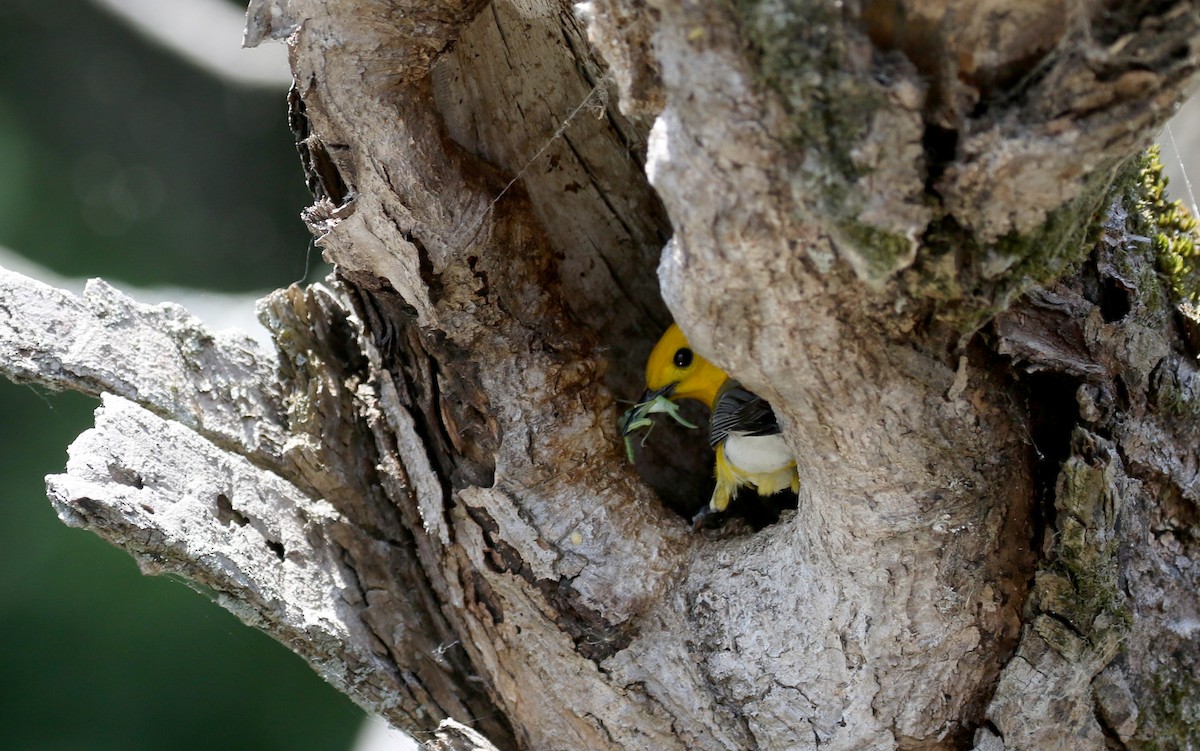 Prothonotary Warbler - ML247760061