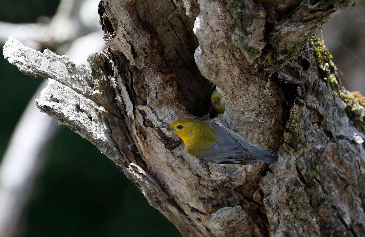 Prothonotary Warbler - ML247760081