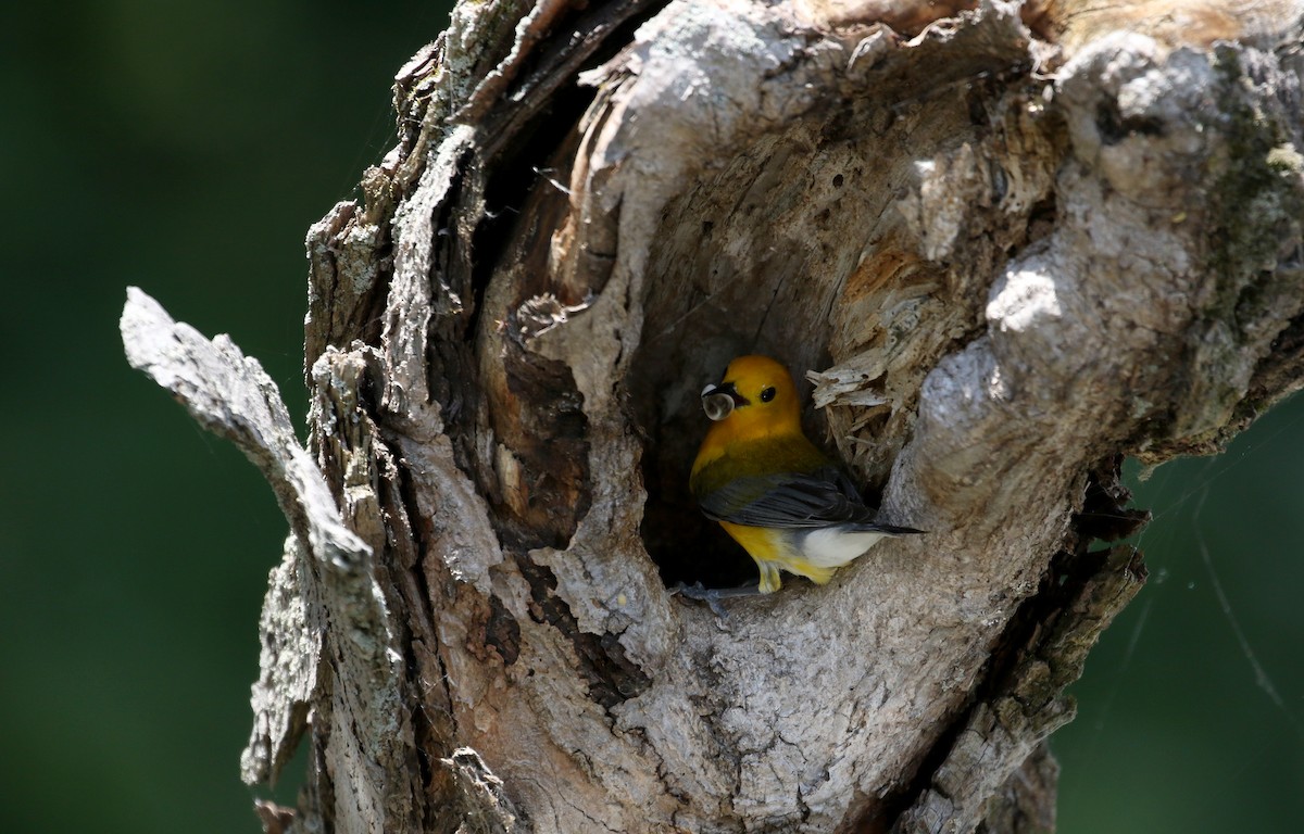 Prothonotary Warbler - ML247760101