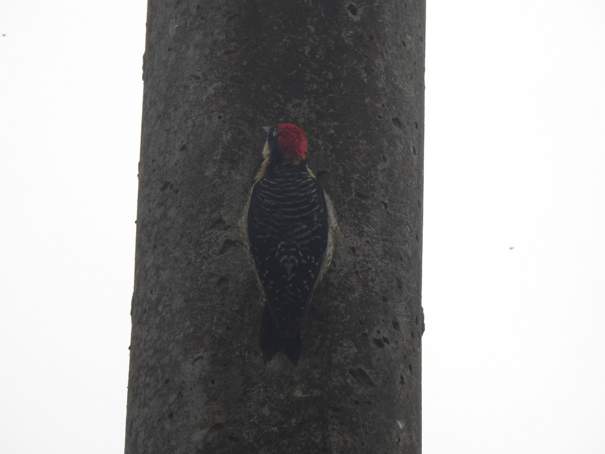 Black-cheeked Woodpecker - ML247760691