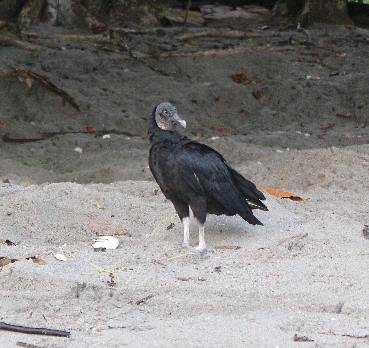 Black Vulture - Sandy Vorpahl