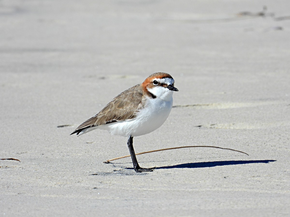 Red-capped Plover - ML247761661