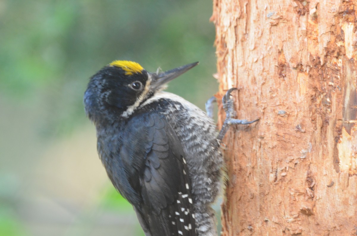 Black-backed Woodpecker - ML247766151