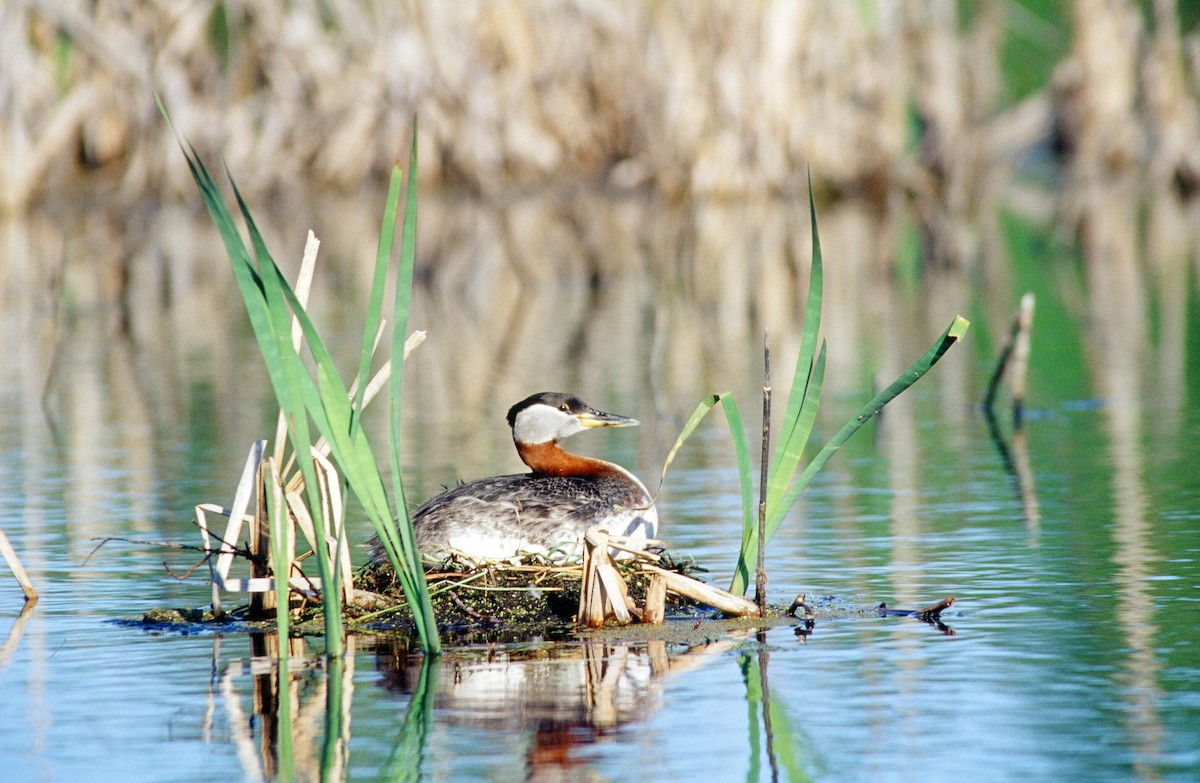 Red-necked Grebe - ML247766351