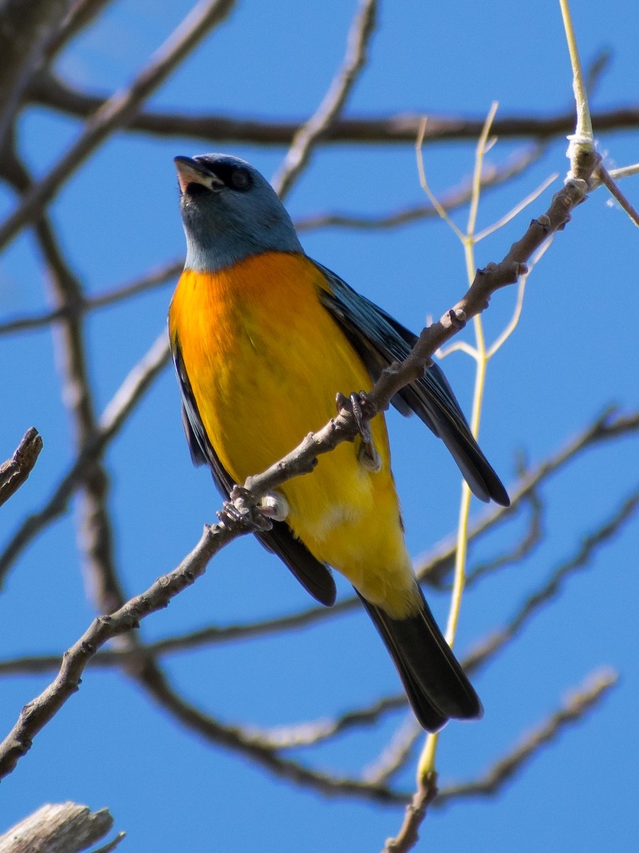 Blue-and-yellow Tanager - ML247767631