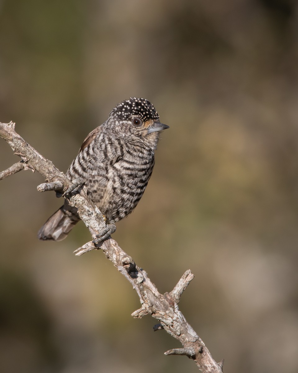 White-barred Piculet - ML247768021