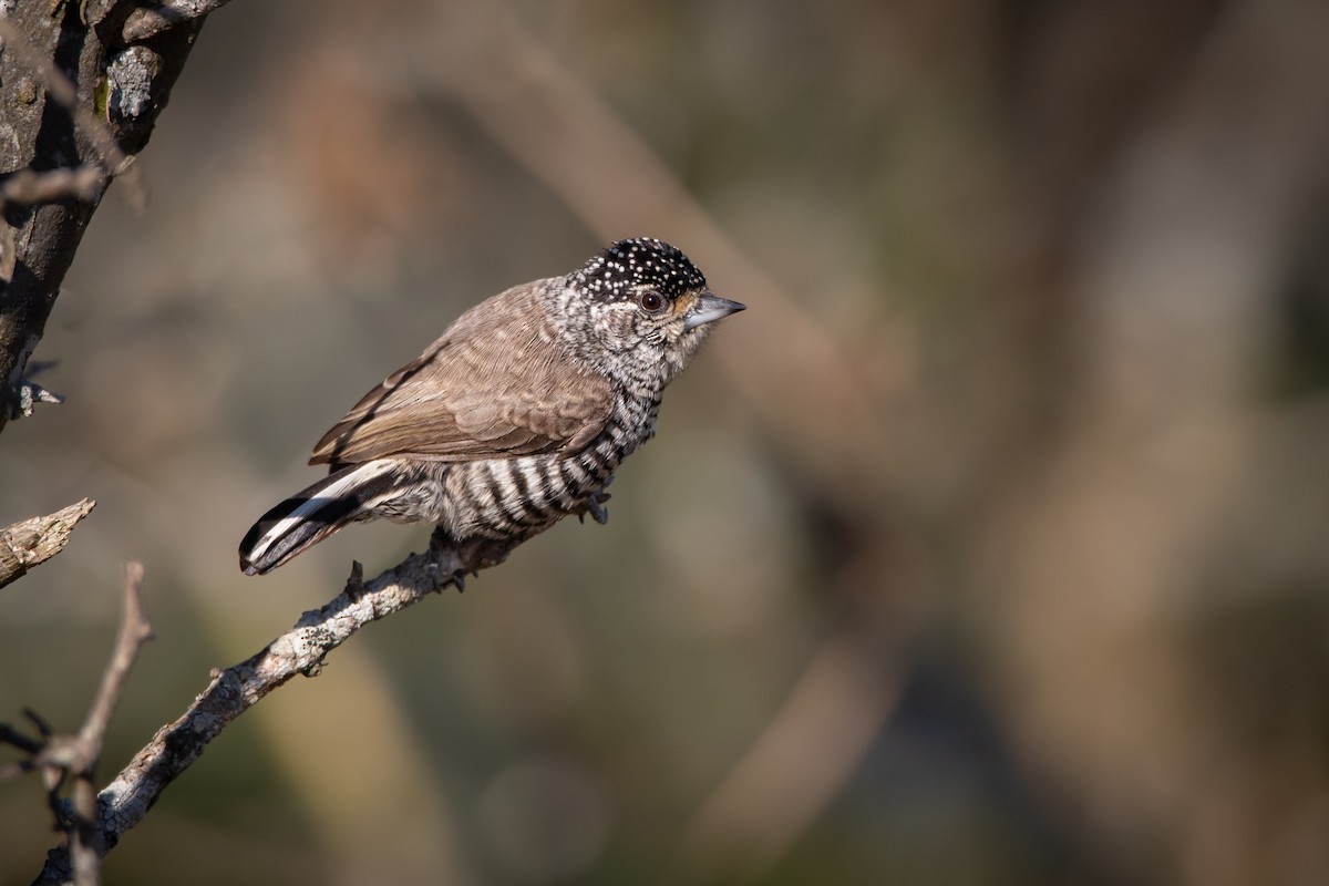 White-barred Piculet - Pablo Re