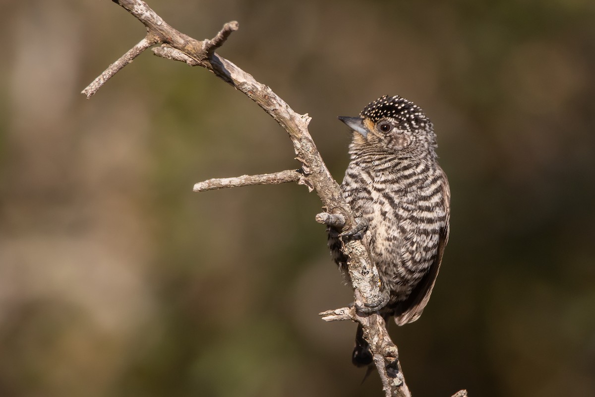 White-barred Piculet - ML247768151