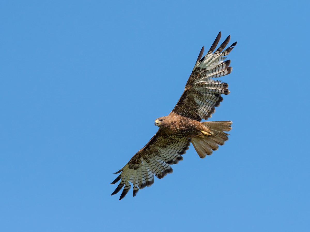 Red-tailed Hawk - ML247771001