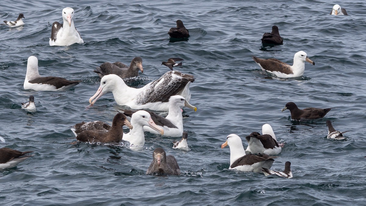 White-capped Albatross - ML247778651