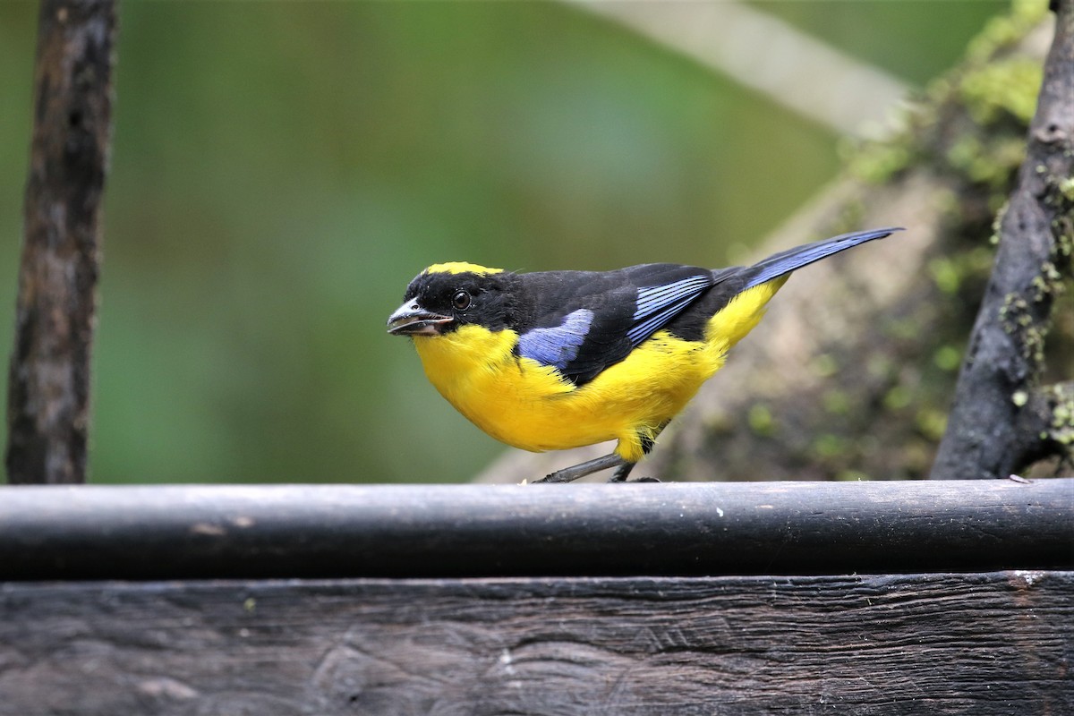 Blue-winged Mountain Tanager - ML247781961