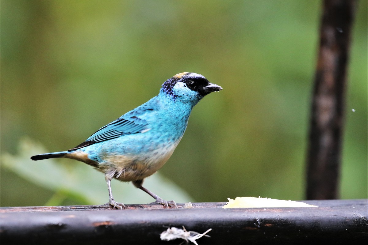 Golden-naped Tanager - ML247782051