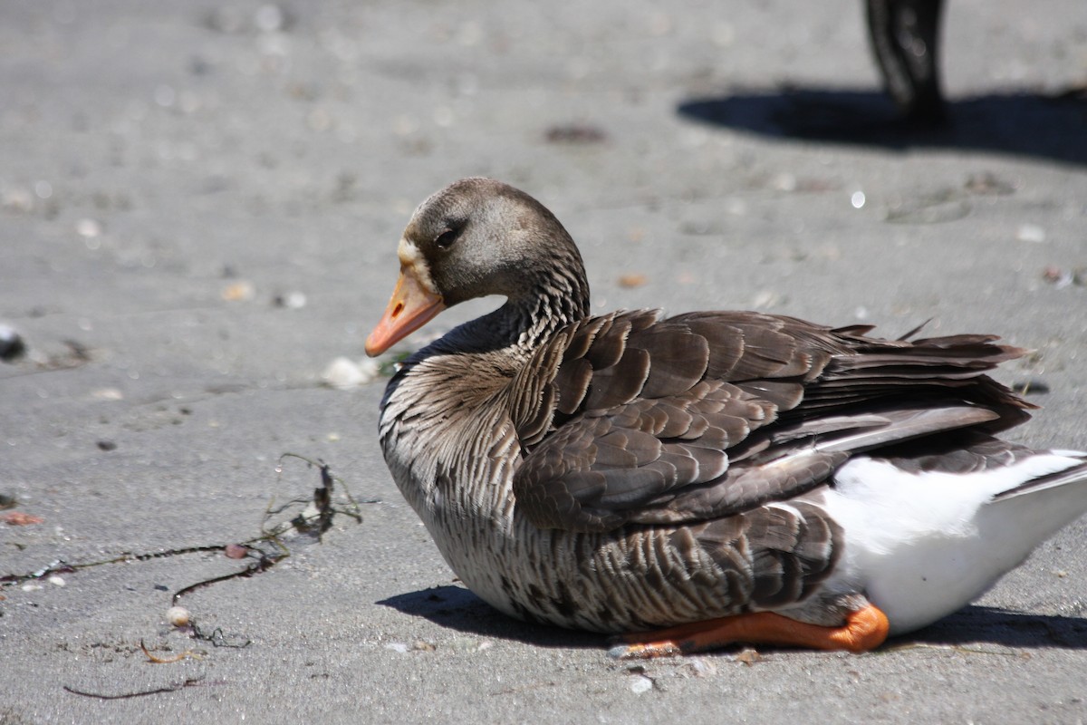 Greater White-fronted Goose (Western) - ML247785041