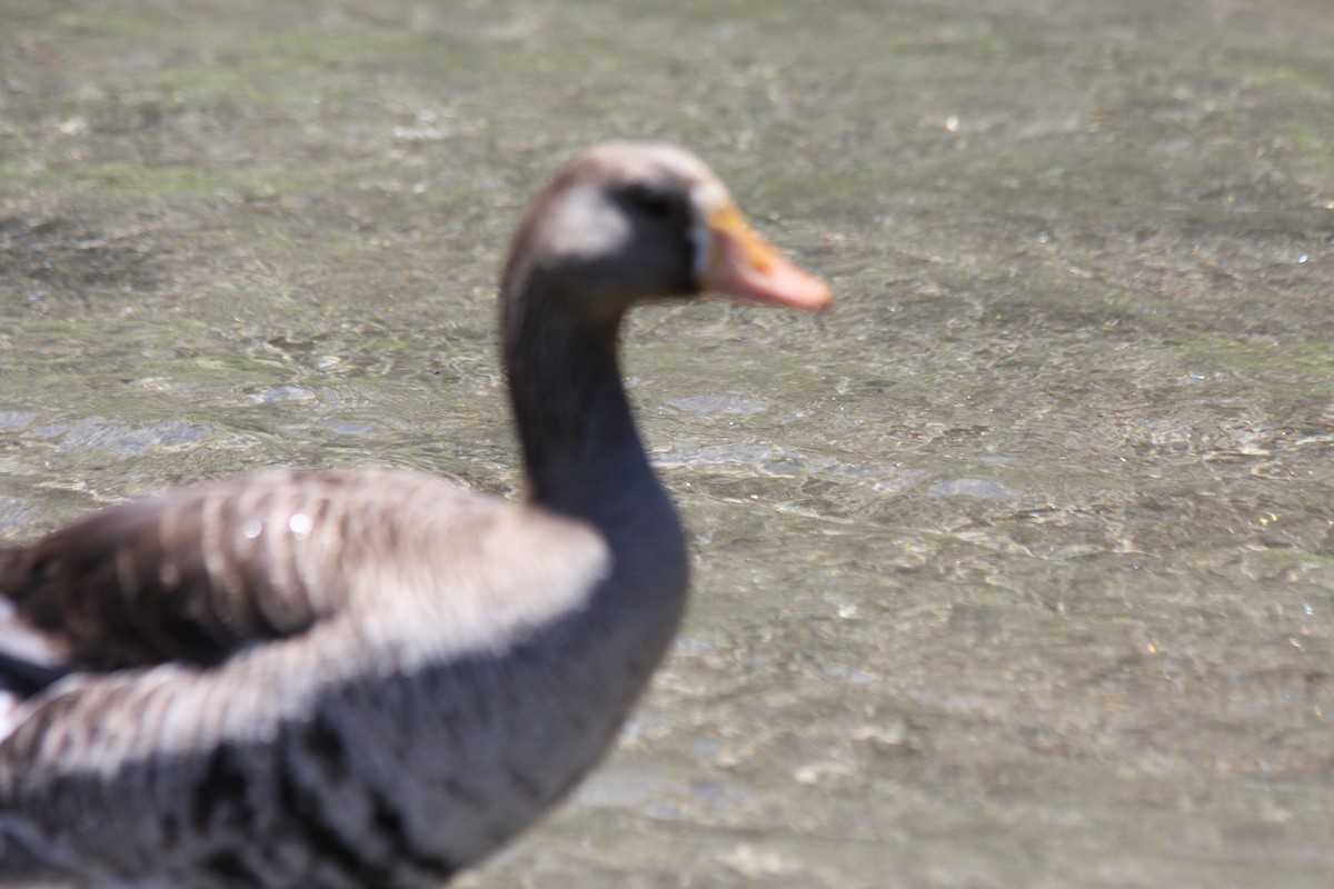 Greater White-fronted Goose (Western) - ML247785091