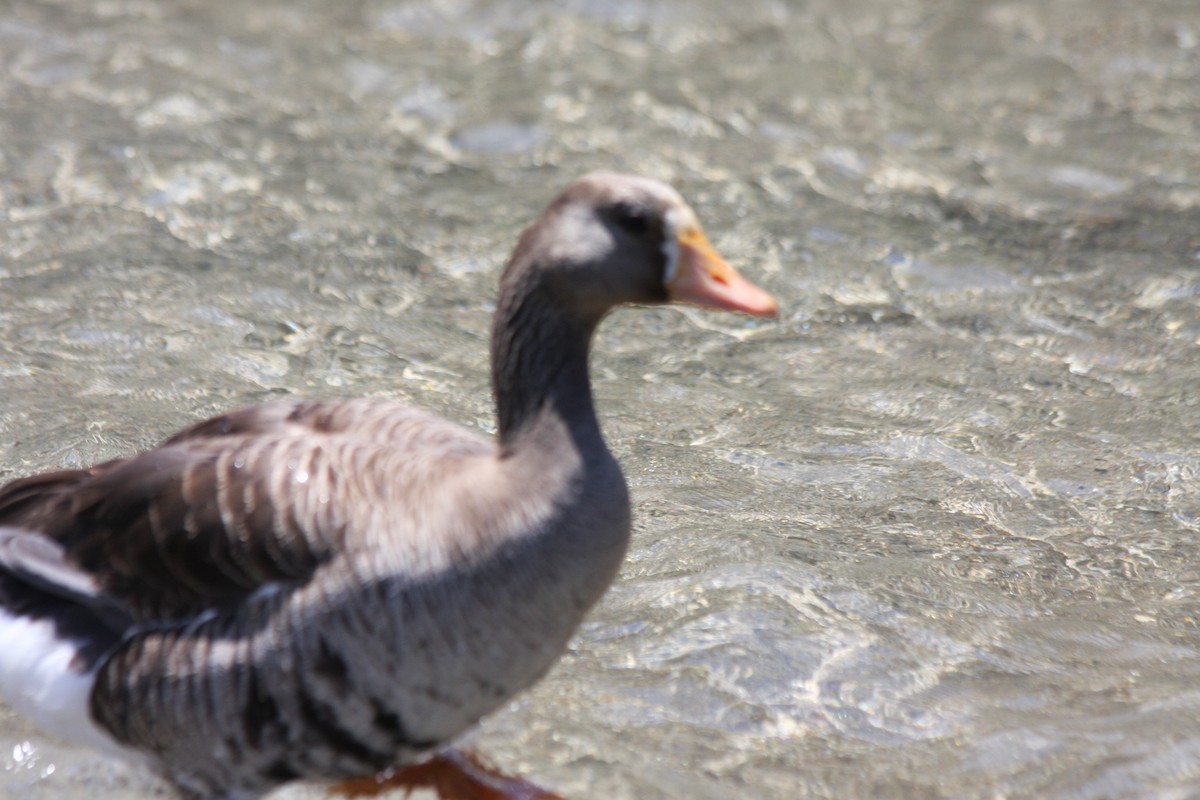 Greater White-fronted Goose (Western) - ML247785111
