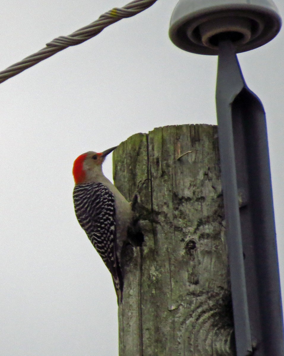 Red-bellied Woodpecker - Karen Garrett